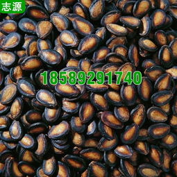 志源6P環保節能瓜子烘干機 打造五香瓜子的干燥利器